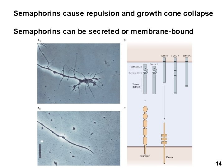 Semaphorins cause repulsion and growth cone collapse Semaphorins can be secreted or membrane-bound 14