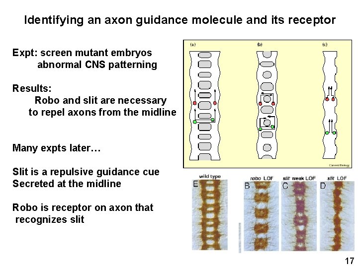 Identifying an axon guidance molecule and its receptor Expt: screen mutant embryos abnormal CNS