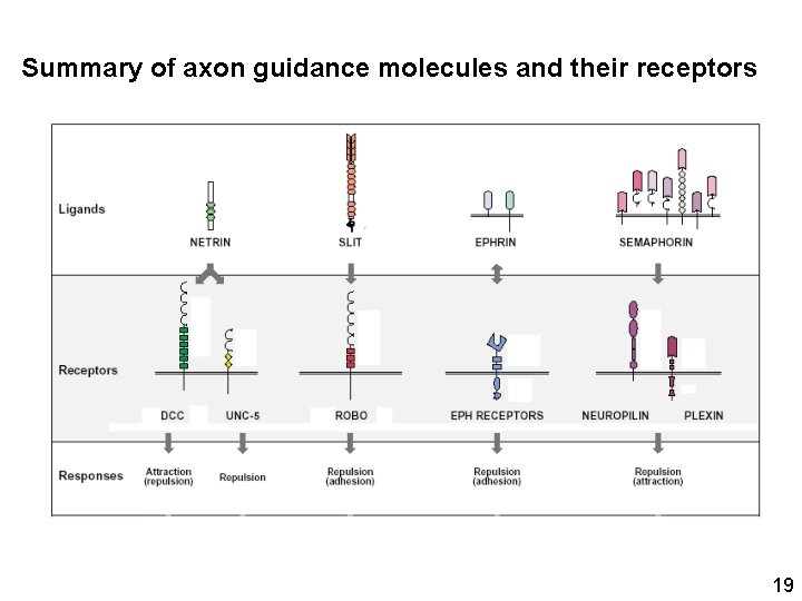 Summary of axon guidance molecules and their receptors 19 