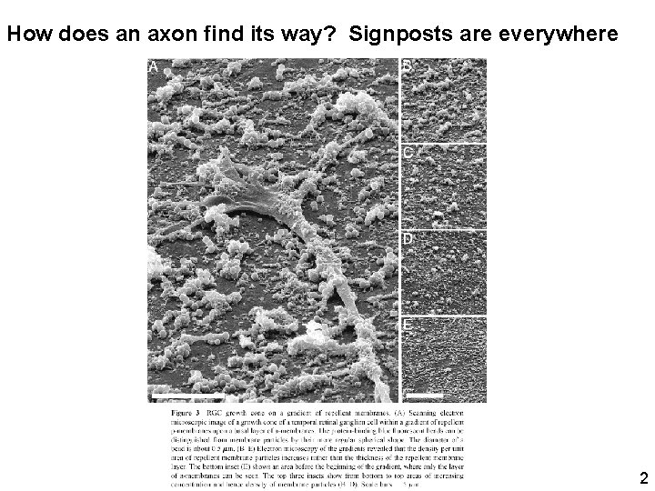 How does an axon find its way? Signposts are everywhere 2 