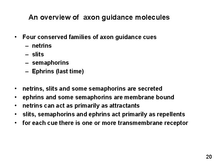 An overview of axon guidance molecules • Four conserved families of axon guidance cues