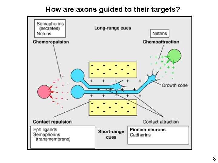 How are axons guided to their targets? 3 