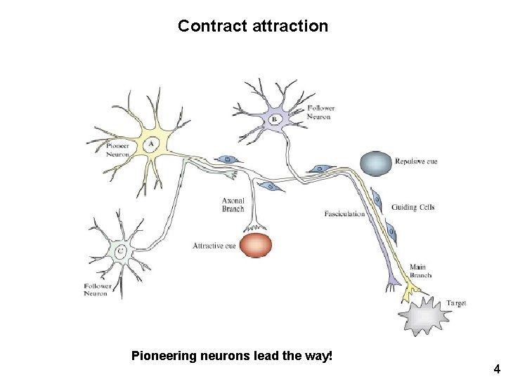 Contract attraction Pioneering neurons lead the way! 4 