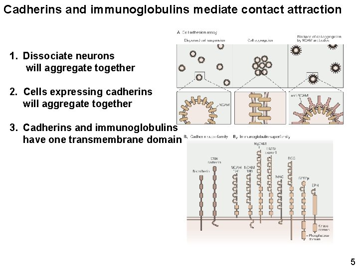 Cadherins and immunoglobulins mediate contact attraction 1. Dissociate neurons will aggregate together 2. Cells