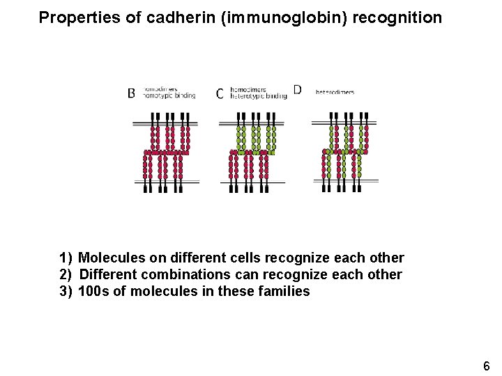 Properties of cadherin (immunoglobin) recognition 1) Molecules on different cells recognize each other 2)