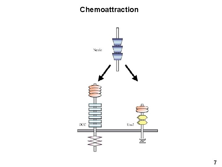 Chemoattraction 7 