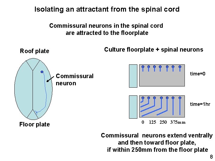 Isolating an attractant from the spinal cord Commissural neurons in the spinal cord are