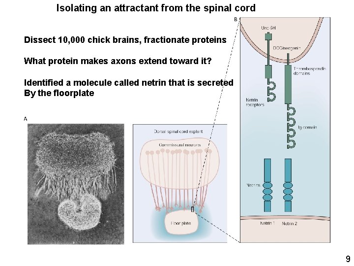 Isolating an attractant from the spinal cord Dissect 10, 000 chick brains, fractionate proteins