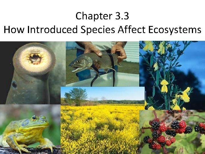 Chapter 3. 3 How Introduced Species Affect Ecosystems 