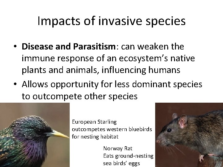 Impacts of invasive species • Disease and Parasitism: can weaken the immune response of