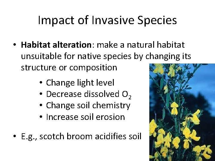 Impact of Invasive Species • Habitat alteration: make a natural habitat unsuitable for native