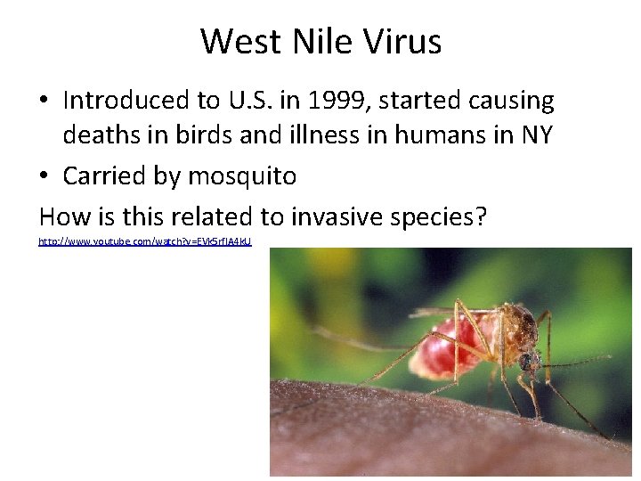 West Nile Virus • Introduced to U. S. in 1999, started causing deaths in