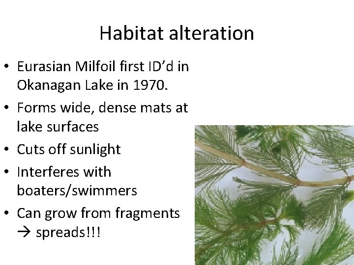 Habitat alteration • Eurasian Milfoil first ID’d in Okanagan Lake in 1970. • Forms