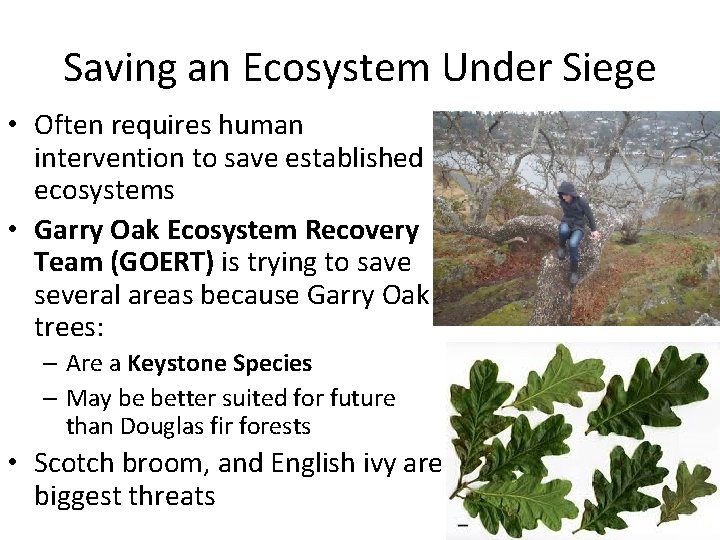 Saving an Ecosystem Under Siege • Often requires human intervention to save established ecosystems