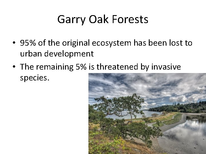 Garry Oak Forests • 95% of the original ecosystem has been lost to urban