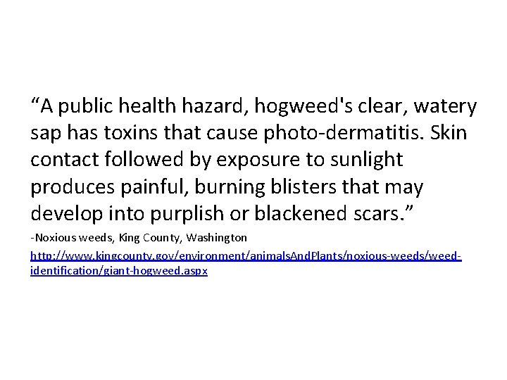 “A public health hazard, hogweed's clear, watery sap has toxins that cause photo-dermatitis. Skin