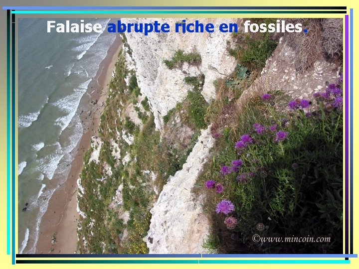 Falaise abrupte riche en fossiles. 