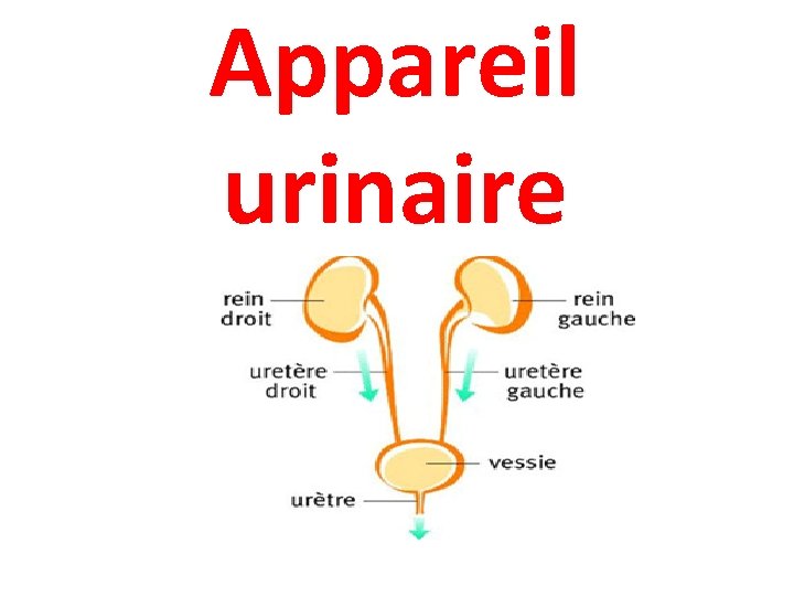 Appareil urinaire 