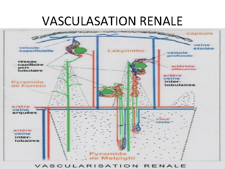 VASCULASATION RENALE 