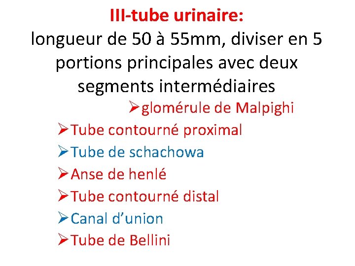 III-tube urinaire: longueur de 50 à 55 mm, diviser en 5 portions principales avec