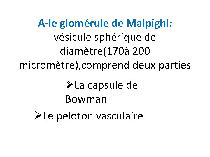 A-le glomérule de Malpighi: vésicule sphérique de diamètre(170à 200 micromètre), comprend deux parties ØLa