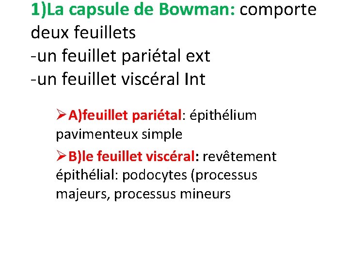 1)La capsule de Bowman: comporte deux feuillets -un feuillet pariétal ext -un feuillet viscéral