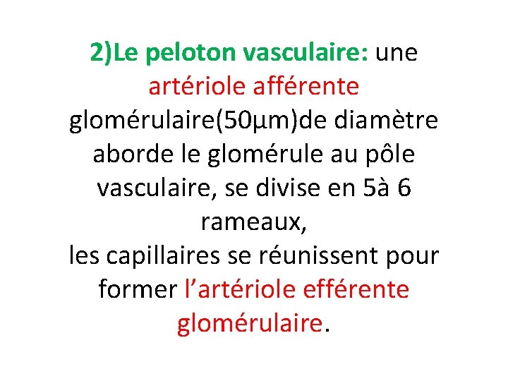 2)Le peloton vasculaire: une artériole afférente glomérulaire(50µm)de diamètre aborde le glomérule au pôle vasculaire,