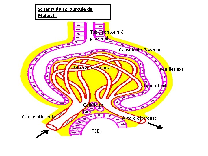 Schéma du corpuscule de Malpighi Tube contourné proximal Capsule de Bowman Peloton vasculaire Feuillet