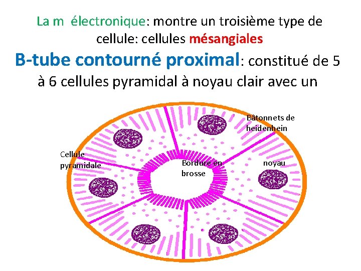 La m électronique: montre un troisième type de cellule: cellules mésangiales B-tube contourné proximal: