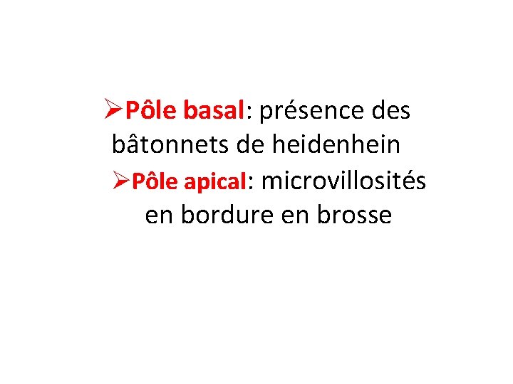 ØPôle basal: présence des bâtonnets de heidenhein ØPôle apical: microvillosités en bordure en brosse