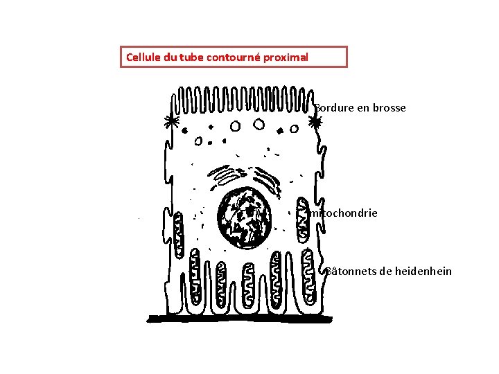 Cellule du tube contourné proximal Bordure en brosse mitochondrie Bâtonnets de heidenhein 