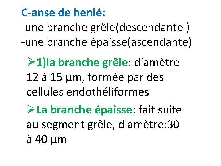 C-anse de henlé: -une branche grêle(descendante ) -une branche épaisse(ascendante) Ø 1)la branche grêle: