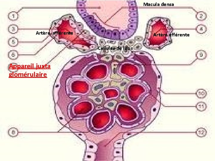 Macula densa Artère afférente Artère efférente Cellules de lacis Appareil juxta glomérulaire 