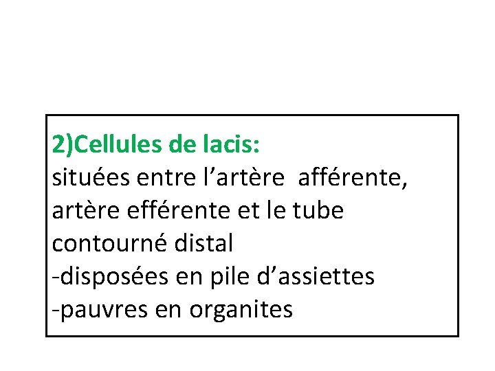 2)Cellules de lacis: situées entre l’artère afférente, artère efférente et le tube contourné distal