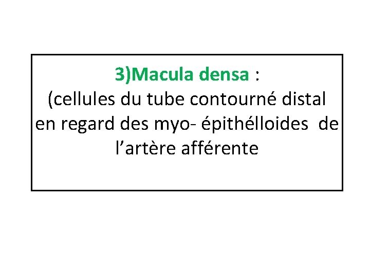 3)Macula densa : (cellules du tube contourné distal en regard des myo- épithélloides de