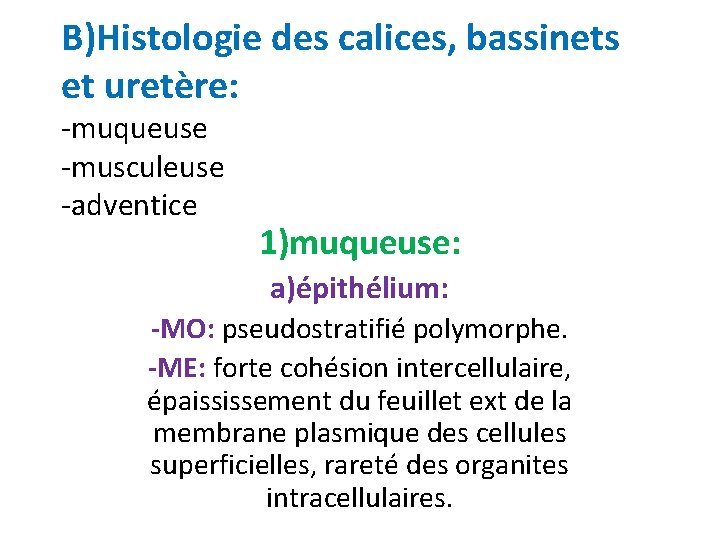 B)Histologie des calices, bassinets et uretère: -muqueuse -musculeuse -adventice 1)muqueuse: a)épithélium: -MO: pseudostratifié polymorphe.