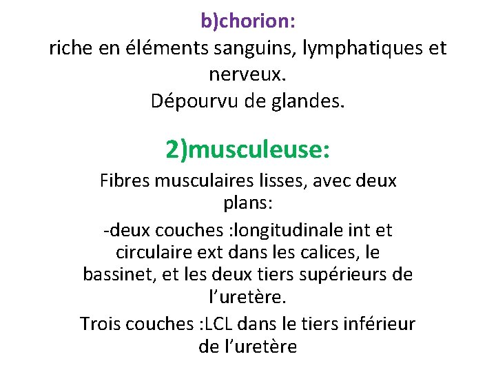 b)chorion: riche en éléments sanguins, lymphatiques et nerveux. Dépourvu de glandes. 2)musculeuse: Fibres musculaires
