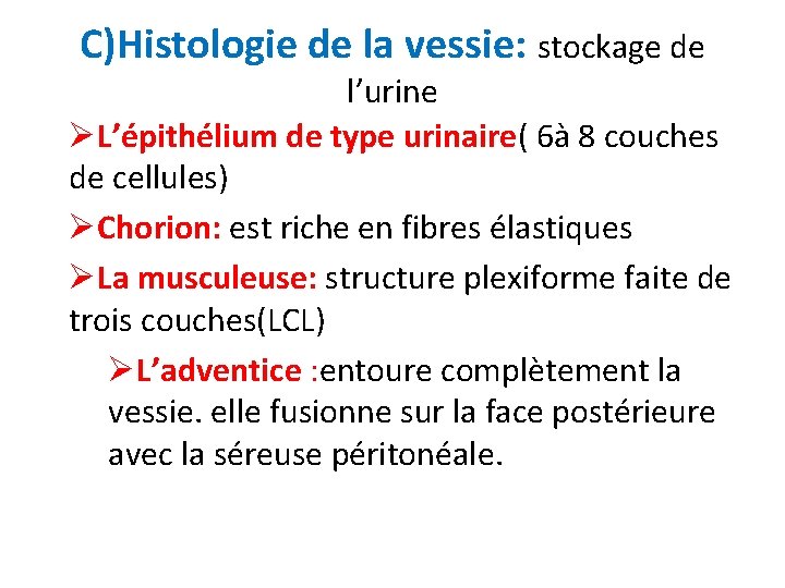 C)Histologie de la vessie: stockage de l’urine ØL’épithélium de type urinaire( 6à 8 couches