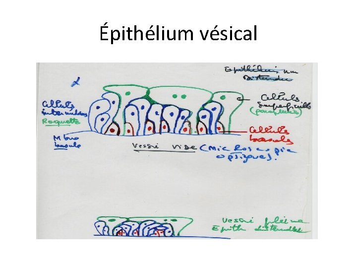 Épithélium vésical 