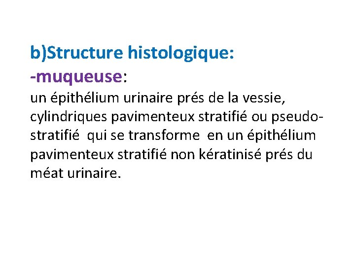 b)Structure histologique: -muqueuse: un épithélium urinaire prés de la vessie, cylindriques pavimenteux stratifié ou