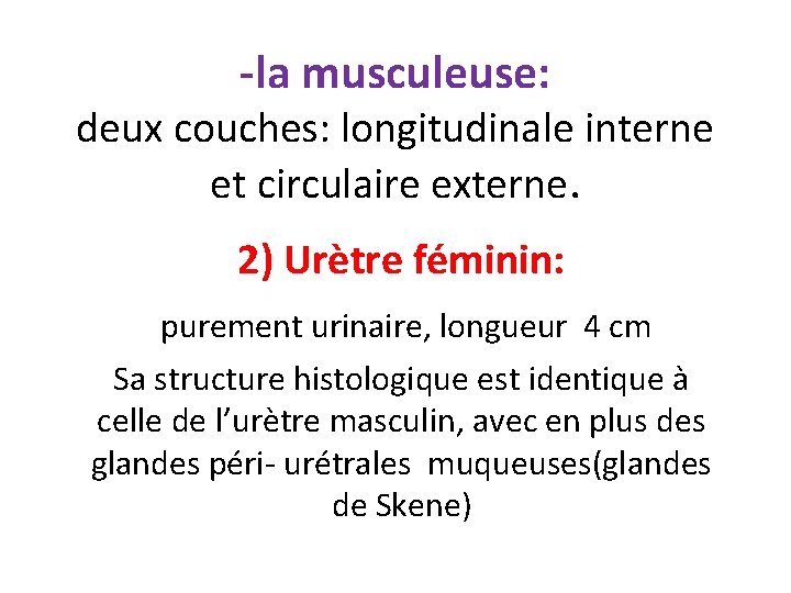 -la musculeuse: deux couches: longitudinale interne et circulaire externe. 2) Urètre féminin: purement urinaire,