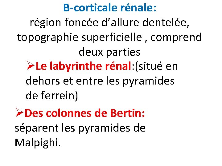 B-corticale rénale: région foncée d’allure dentelée, topographie superficielle , comprend deux parties ØLe labyrinthe