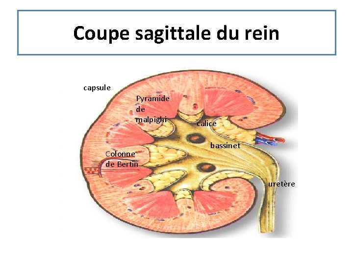 Coupe sagittale du rein capsule Pyramide de malpighi Colonne de Bertin calice bassinet uretère