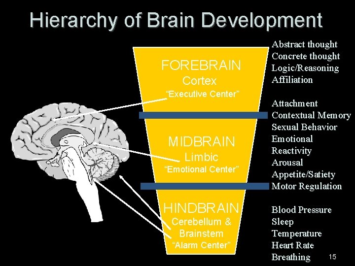 Hierarchy of Brain Development FOREBRAIN Cortex “Executive Center” MIDBRAIN Limbic “Emotional Center” HINDBRAIN Cerebellum