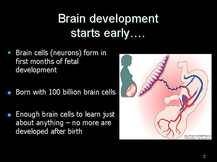 Brain development starts early…. § Brain cells (neurons) form in first months of fetal