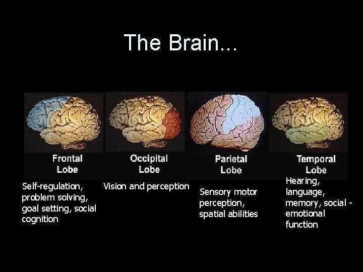 The Brain. . . Self-regulation, Vision and perception problem solving, goal setting, social cognition