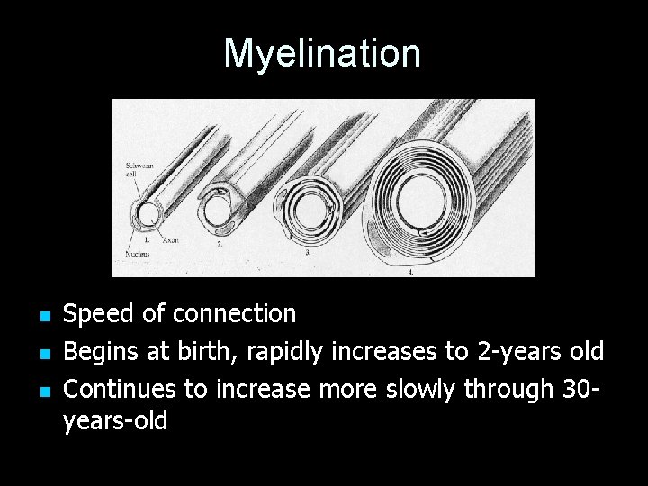 Myelination n Speed of connection Begins at birth, rapidly increases to 2 -years old