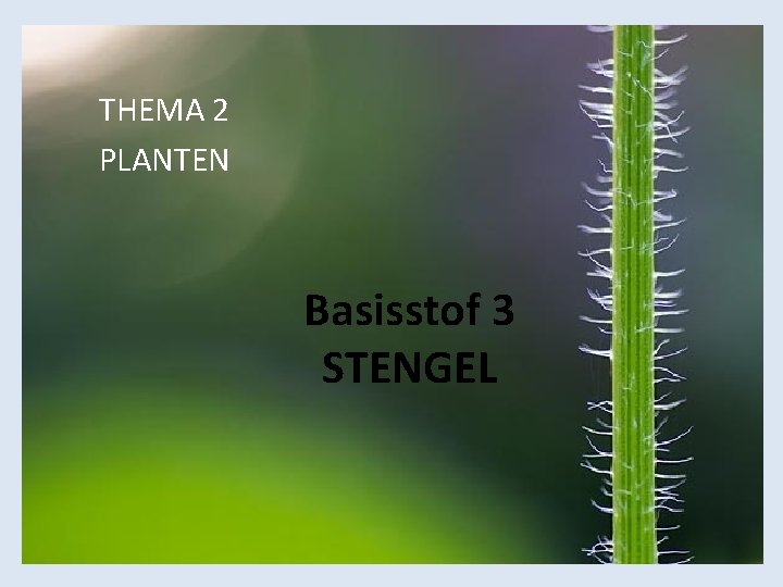 THEMA 2 PLANTEN Basisstof 3 STENGEL 