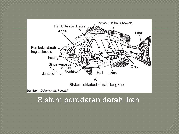 Sistem peredaran darah ikan 