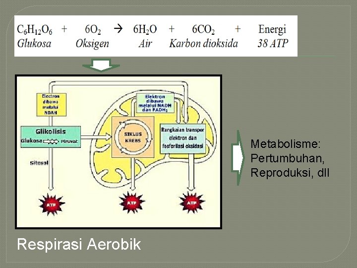Metabolisme: Pertumbuhan, Reproduksi, dll Respirasi Aerobik 
